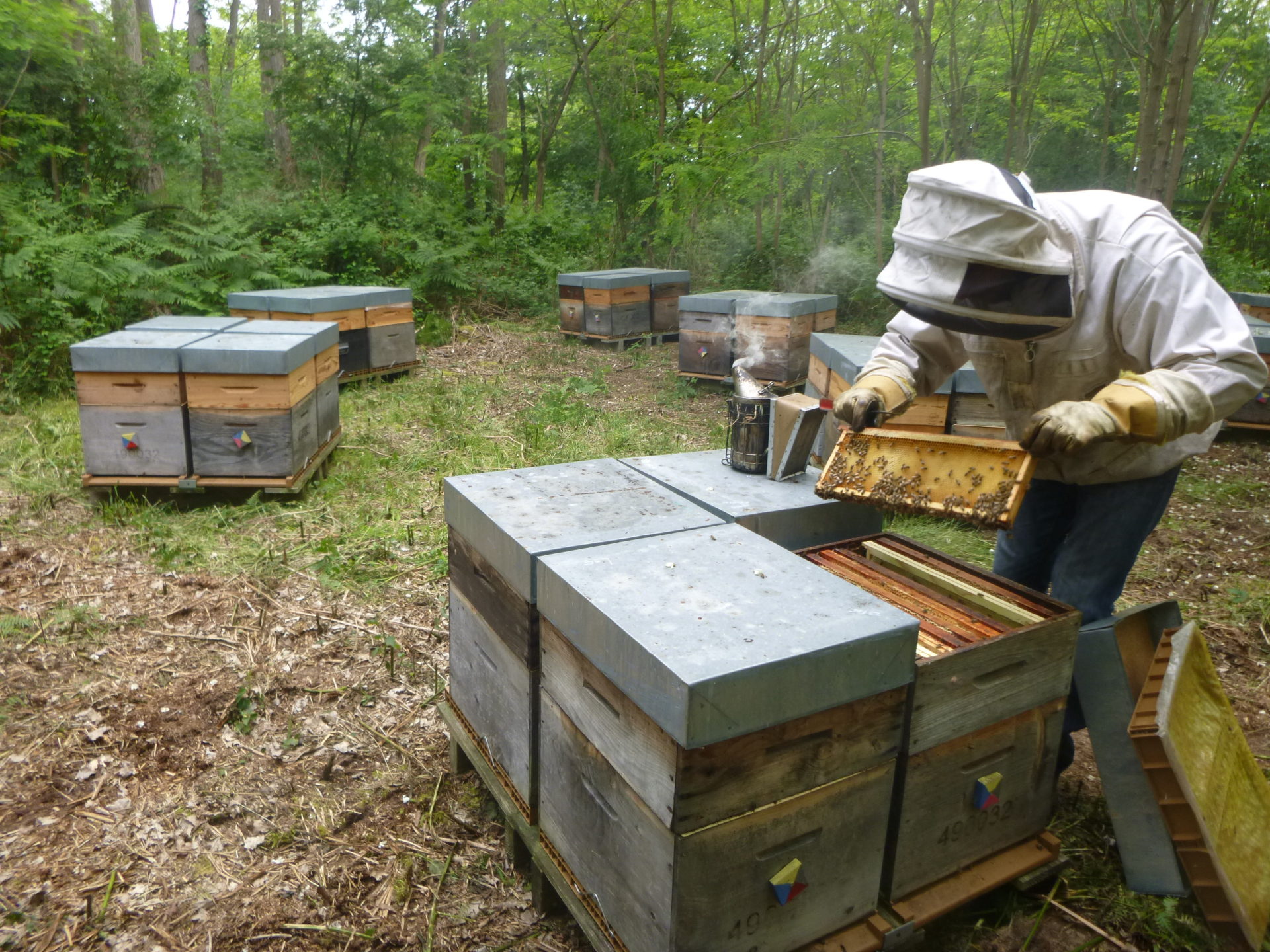 L'apiculture: le miel en cadeau - Jardinier paresseux